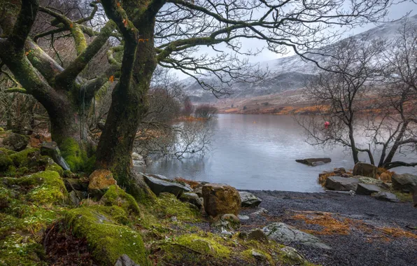 Trees, landscape, mountains, lake, stones, Wales
