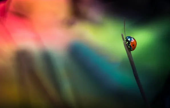 Picture background, ladybug, insect, a blade of grass