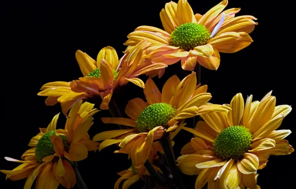 Flowers, nature, background