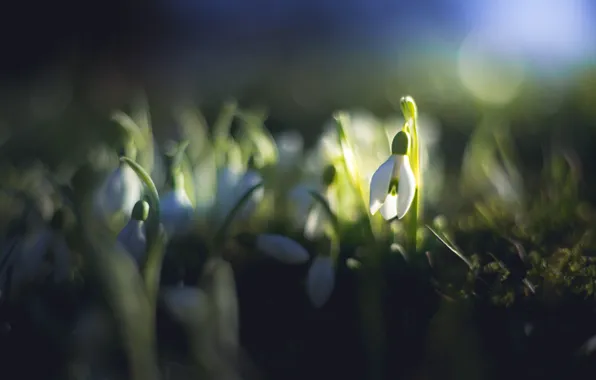 Light, flowers, the dark background, glade, beauty, blur, spring, snowdrops