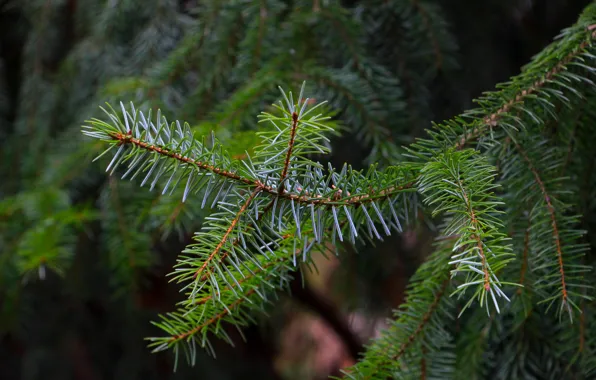 Pine, spruce, twig