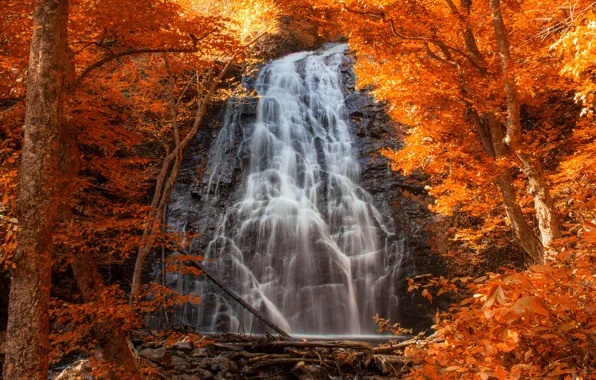 Autumn, forest, leaves, water, light, trees, landscape, branches