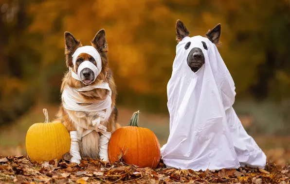 Autumn, dogs, look, nature, pose, dog, pumpkin, Halloween