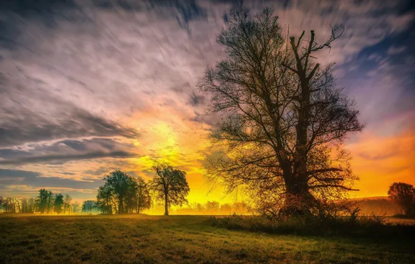 The sky, grass, trees, sunset, nature, spring