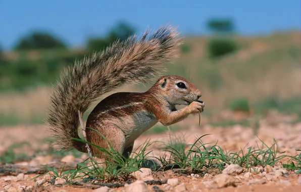 The sky, grass, earth, rodent, earthy squirrel