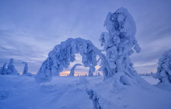 Picture winter, snow, trees, landscape, nature, ate, Finland, Maxim Evdokimov