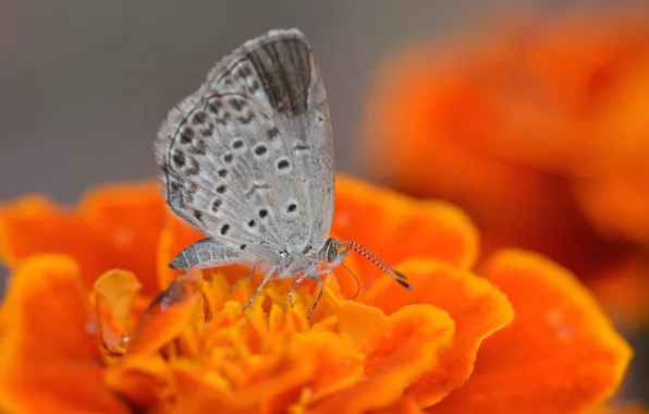 Picture flower, butterfly, insect, moth