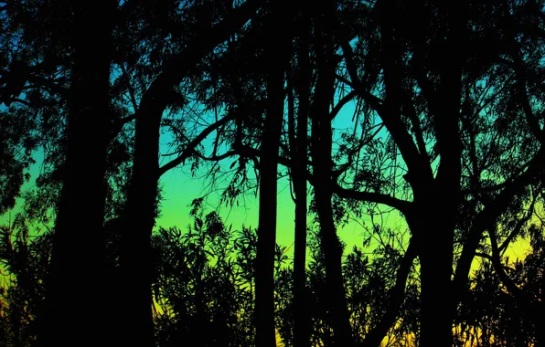 Picture the sky, trees, silhouette, glow