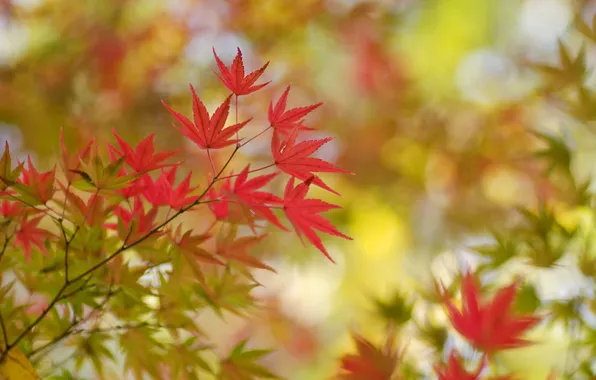 Autumn, leaves, branch, maple, the crimson