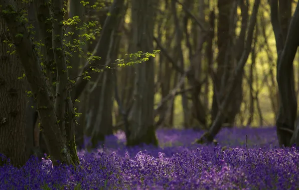 Forest, trees, flowers, nature