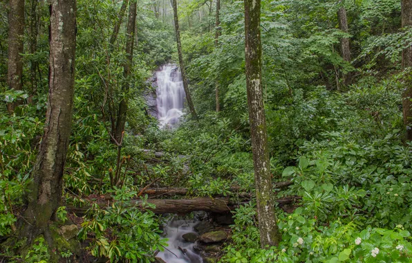 Greens, forest, grass, trees, waterfall, speeches