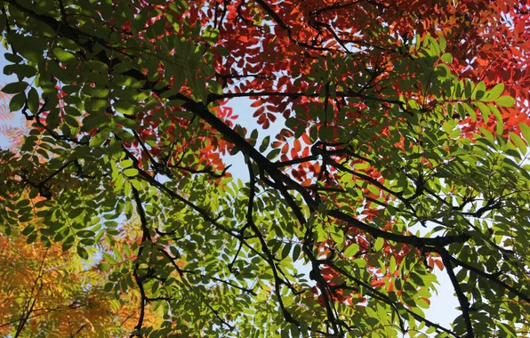 Picture autumn, leaves, traffic light, Rowan