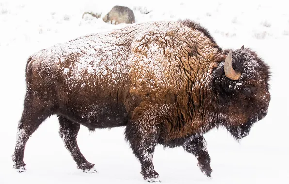Animal, wildlife, Bison, Buffalo, Plains Bison, white bisons