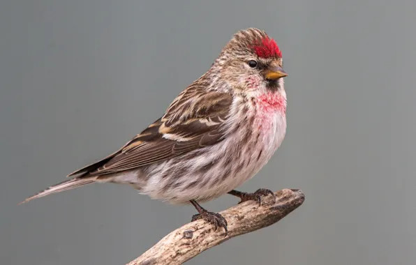 Picture bird, beak, tail, tap dance