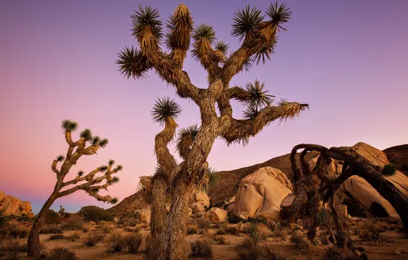 Wallpaper the sky desert sky Joshua Tree Joshua tree joshua tree  national park desert trees images for desktop section пейзажи  download