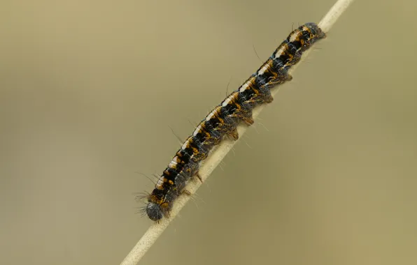 Caterpillar, background, a blade of grass