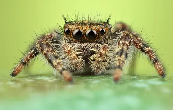 Eyes, macro, pose, background, legs, spider, hairy, green