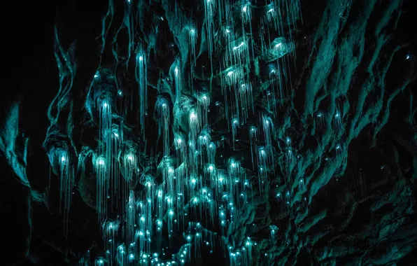 New Zealand, cave, Glowworm Caves