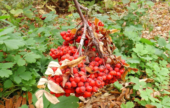 Picture autumn, Berries, Rowan