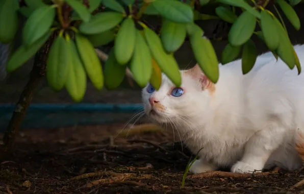 Picture cat, white, cat, look, leaves, branches, pose, blue eyes