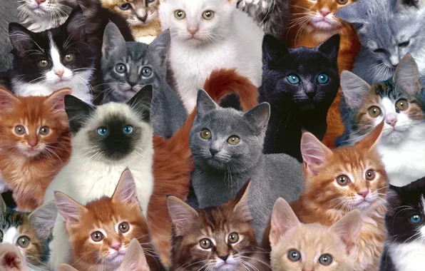 Picture cats, small, red, seamy, mitici, grey