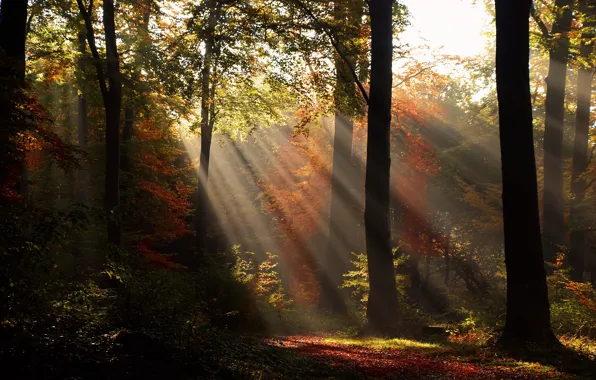 Picture autumn, forest, light, trees