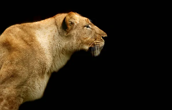 Nature, Leo, beast