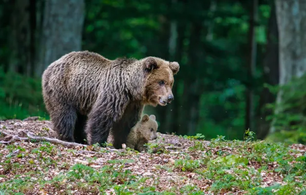 Forest, nature, pose, bear, bears, bear, bear, brown