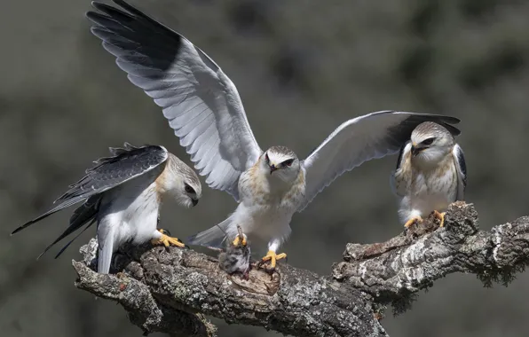 Picture nature, bird, Black-winged kite, Elanus caeruleus