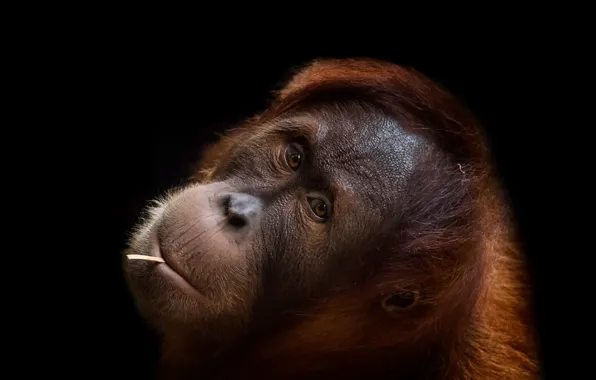 Look, background, monkey