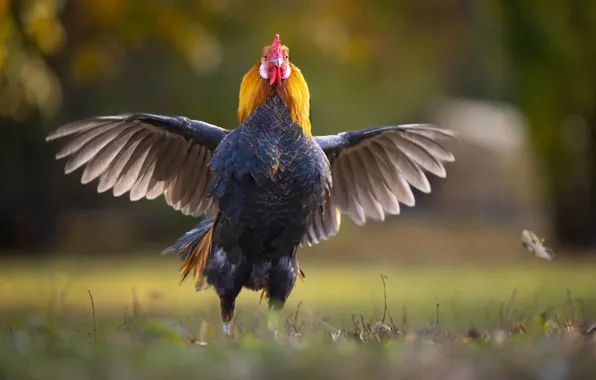 Grass, wings, stroke, cock