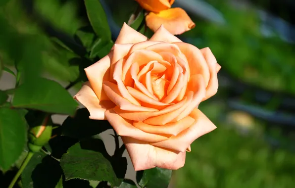 Greens, flower, leaves, flowers, background, rose, orange, petals