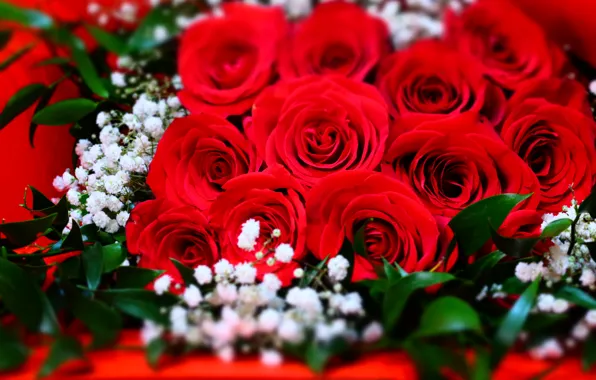 Picture macro, roses, bouquet, red, buds, al, gypsophila
