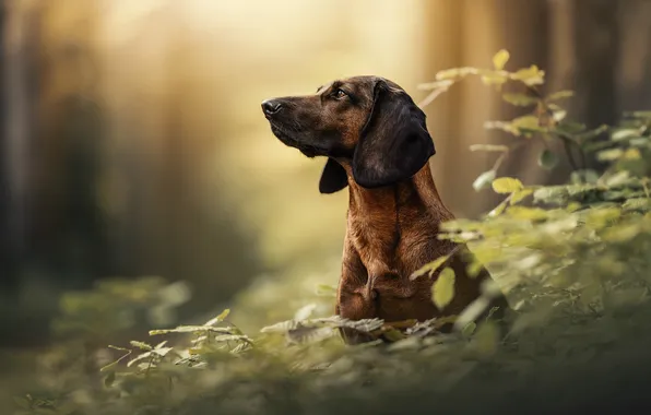 Nature, each, dog