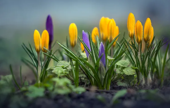 Drops, flowers, Rosa, spring, yellow, crocuses, buds, primroses