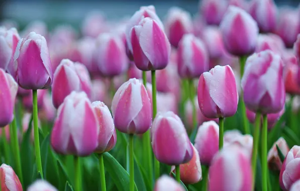 Picture tulips, buds, a lot