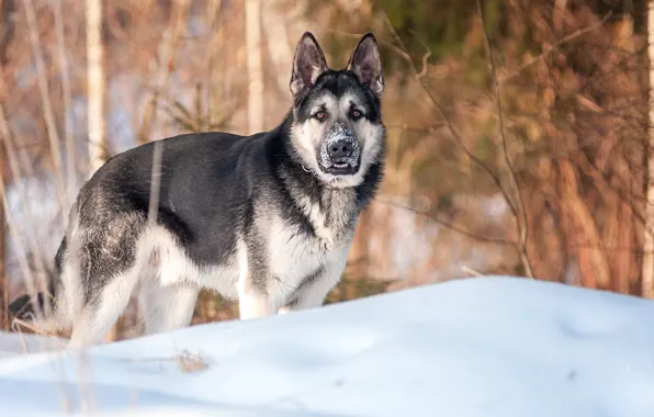 Picture winter, dog, shepherd, winter forest, veo