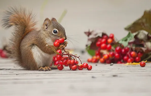 Picture berries, animal, protein, rodent, Kalina
