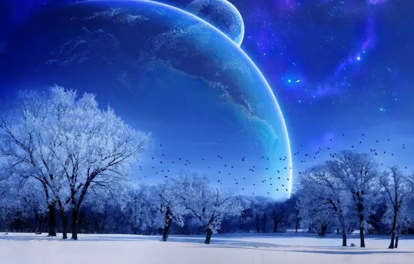 Winter, the sky, trees, blue, the moon