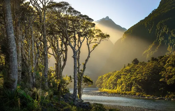 Forest, the sun, trees, mountains, England, river, Silver Beech, Cleddau River
