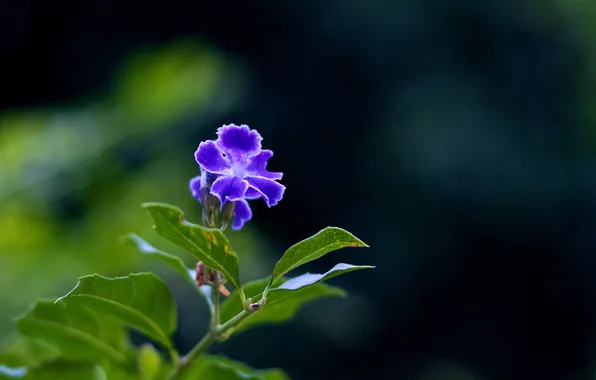 Flower, leaves, blue, blur
