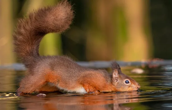 Water, thirst, protein, tail, red, drink, bokeh