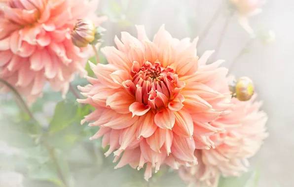 Summer, macro, petals, garden, orange, light background, dahlias, lush