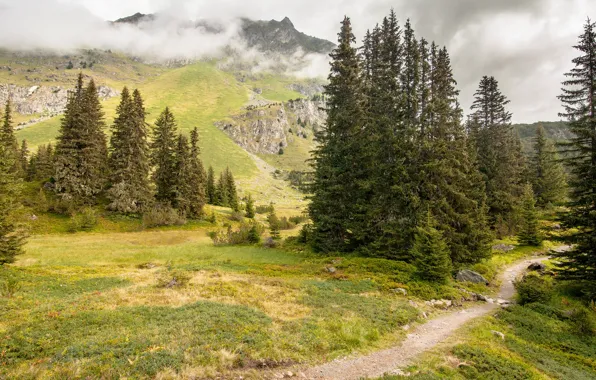 Forest, clouds, mountains, fog, stones, rocks, ate, slope