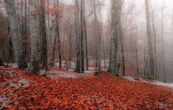 Picture autumn, forest, leaves, snow