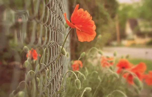 Picture macro, flowers, red, background, mesh, widescreen, Wallpaper, the fence