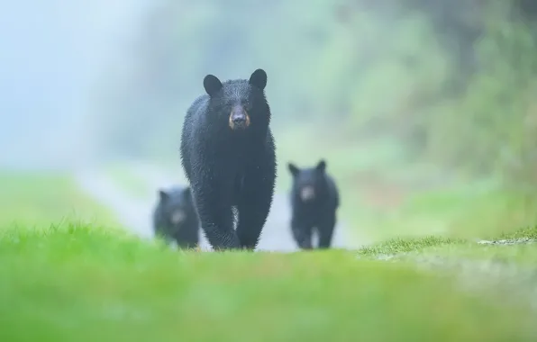 Nature, fog, background, bears, haze, walk, bears, black
