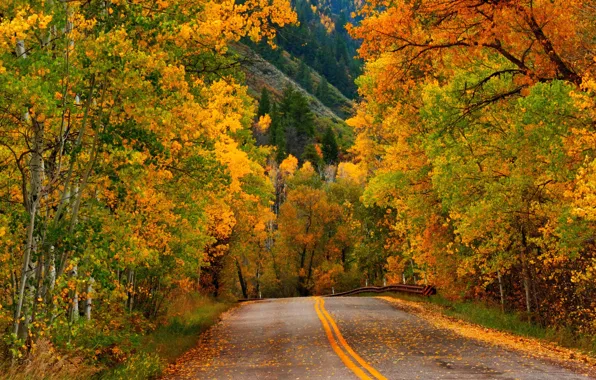 Road, autumn, forest, leaves, trees, nature, Park, colors