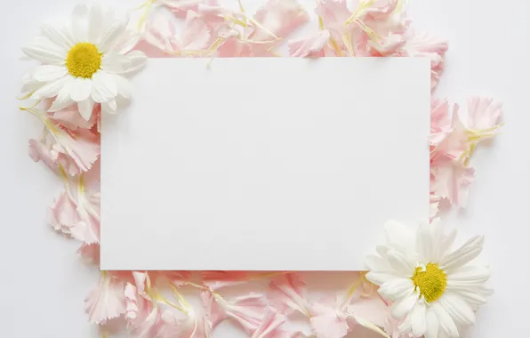 Flowers, chamomile, petals, paper, petals, chamomiles