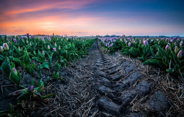 Field, the sky, flowers, traces, blue, home, spring, tulips